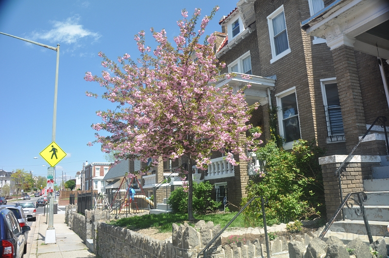 Kwanzan Cherry Tree 2011 07.jpg